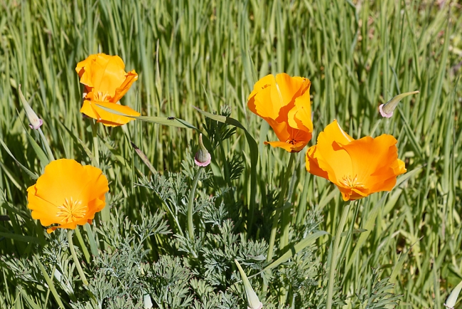 Jardin Botanique de la Bastide-019